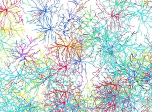 Neuronen
