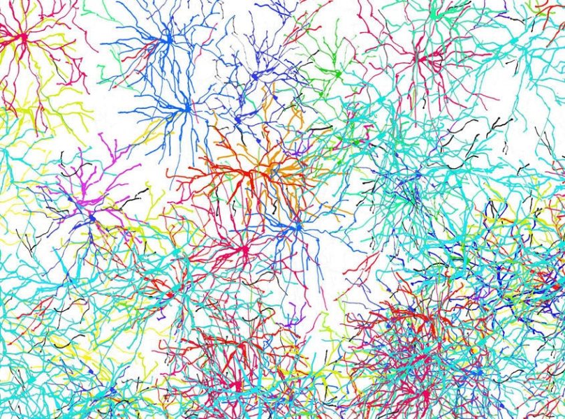 Neuronen
